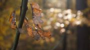 Jesień-w-obiektywie-21